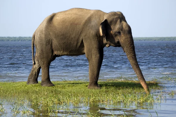 Jovem elefante no Parque Nacional — Zdjęcie stockowe
