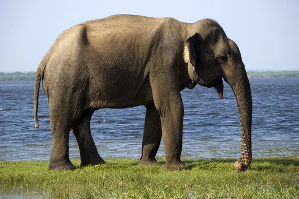 Jovem elefante no Parque Nacional — Zdjęcie stockowe