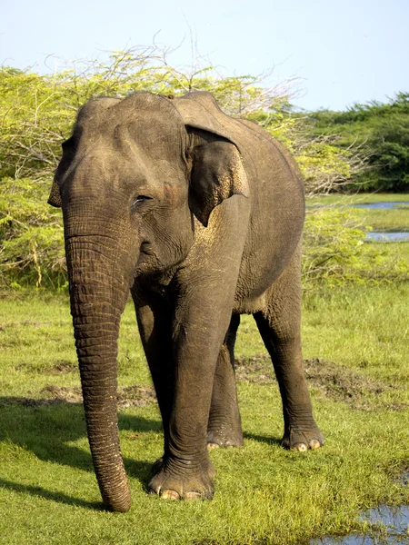 在国家公园的年轻大象 — 图库照片