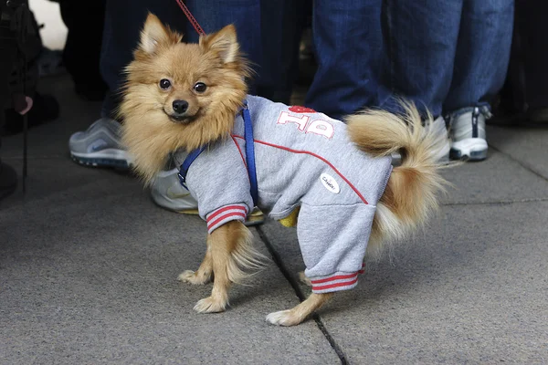 Perro pequeño congelado usando un suéter —  Fotos de Stock