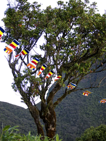 Banderas budistas en un árbol — Foto de Stock