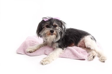 paket üzerinde yatan genç terrier mix
