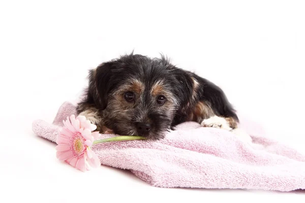 Young Terrier Mix na dece — Stock fotografie