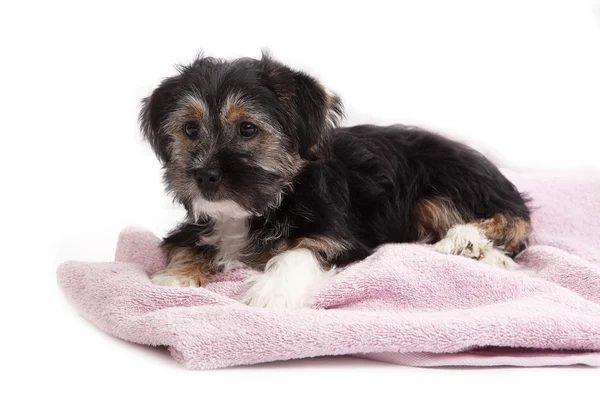 Young Terrier blandning på filten — Stockfoto