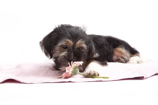 Young Terrier blandning på filten — Stockfoto