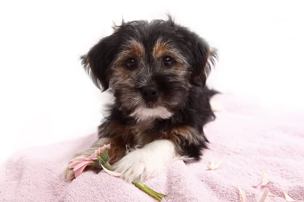 Jeune Terrier Mix sur la couverture — Photo