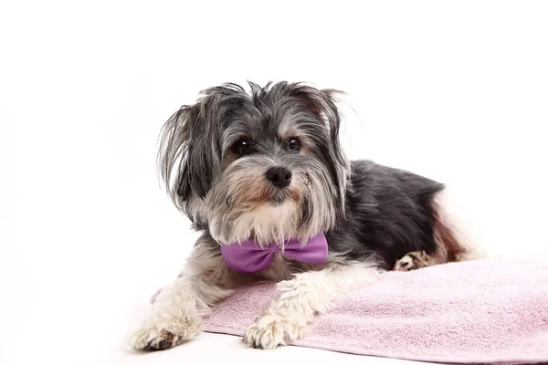 Jeune Terrier Mix couché sur la couverture — Photo