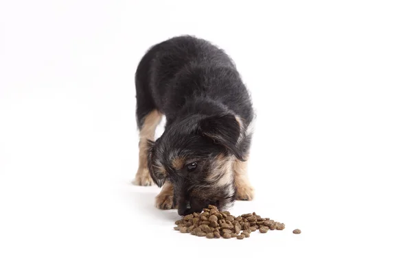 Young Terrier Mix eats dog food Stock Picture