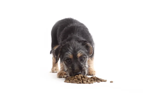 Young Terrier Mix come comida para perros —  Fotos de Stock