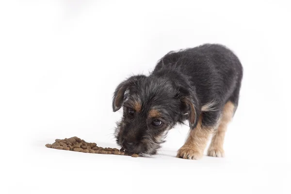 Young Terrier Mix come comida para perros —  Fotos de Stock