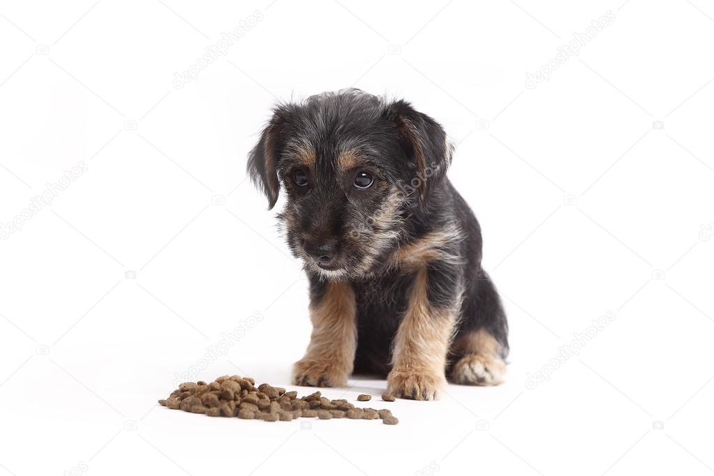 Young Terrier Mix eats dog food