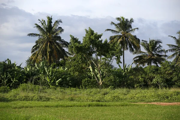 Mooie palmbomen — Stockfoto