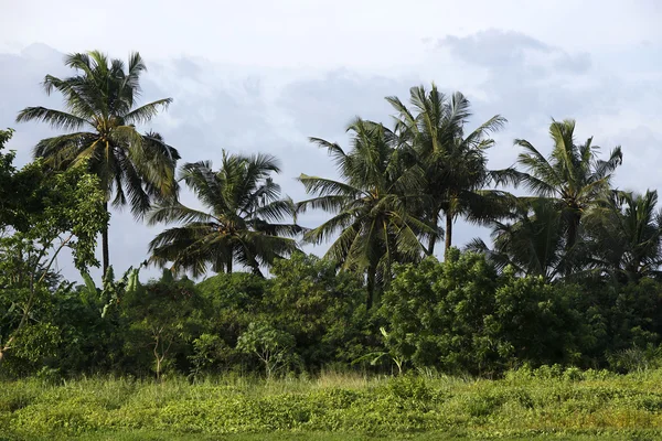 Beautiful palm trees — Stock Photo, Image