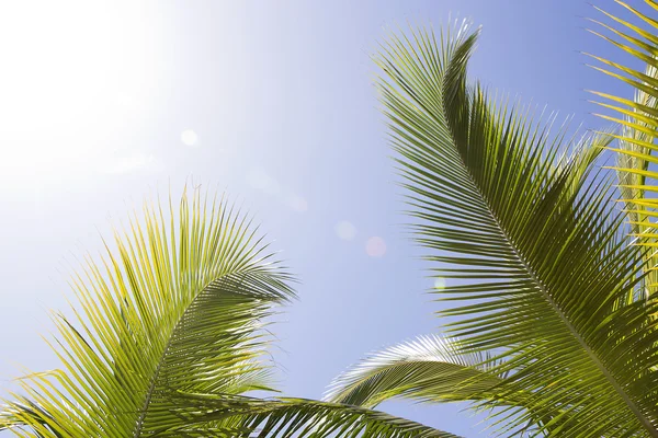 Schöne Palmen — Stockfoto