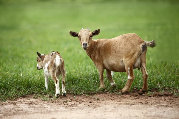 Retrato de cabras africanas — Foto de Stock