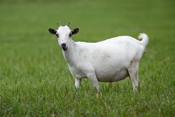 Ritratto di capra africana — Foto Stock