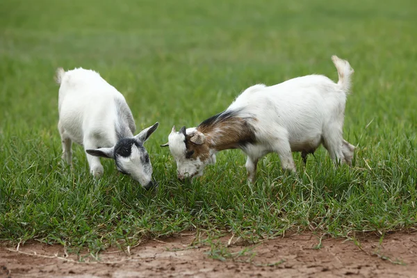Portrait of african goats — Stock Photo, Image