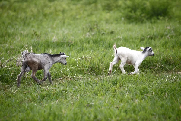 De jeunes chèvres africaines traversent la prairie — Photo