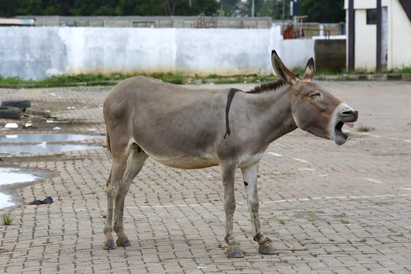 Portret van een moe Afrikaanse ezel — Stockfoto