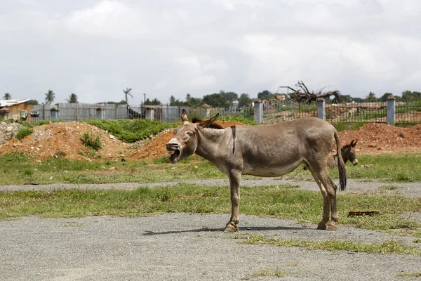 Портрет усталого африканского осла — стоковое фото