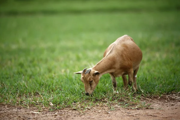 Retrato de uma cabra africana — Fotografia de Stock