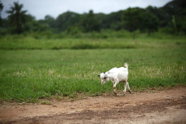 Portrét africké kozy — Stock fotografie