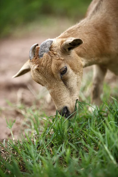 Портрет африканского козла — стоковое фото