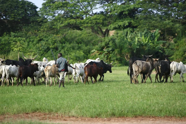 Afrikan dobytka mezi zelené palmy — Stock fotografie