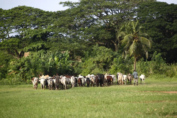 Afrikan dobytka mezi zelené palmy — Stock fotografie