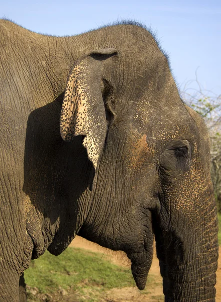 Zbliżenie Słoń indyjski — Zdjęcie stockowe