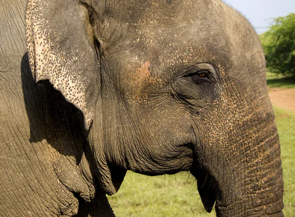 Крупный план индийского слона — стоковое фото