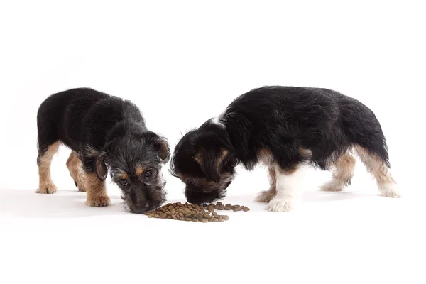 Young Terrier Mix cães comendo alimentos — Fotografia de Stock