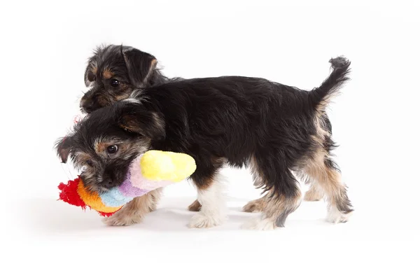 Två unga Terrier blandning hundar leker med varandra — Stockfoto