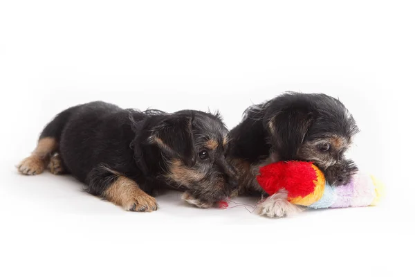 Dos perros jóvenes Terrier Mix jugando entre sí —  Fotos de Stock