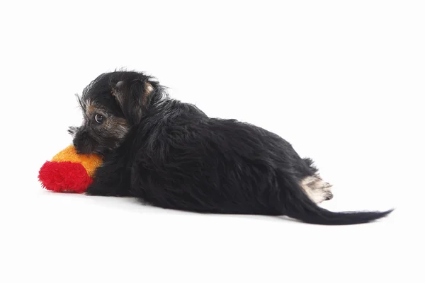 Young Terrier blandning hund lek med leksak — Stockfoto