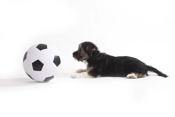Filhote de cachorro com futebol — Fotografia de Stock