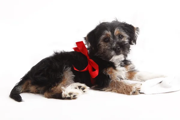 年轻的小狗着红色蝴蝶结的礼物 — 图库照片