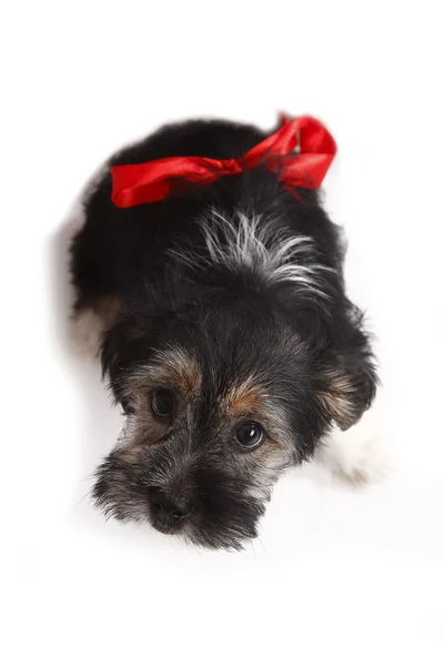 Filhote de cachorro jovem com arco vermelho para presente — Fotografia de Stock