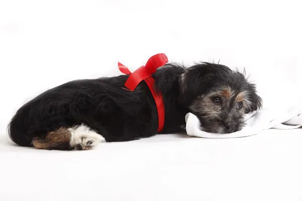 Cachorro joven con lazo rojo para regalo —  Fotos de Stock