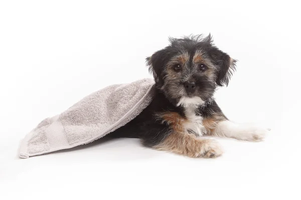 Mistura de Terrier jovem em um cobertor — Fotografia de Stock
