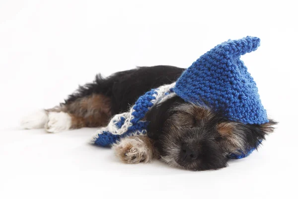 Cachorro cansado con sombrero tirado en el suelo —  Fotos de Stock