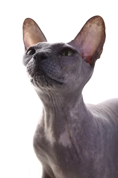 Grigio Don Sphynx Gatto su sfondo bianco — Foto Stock