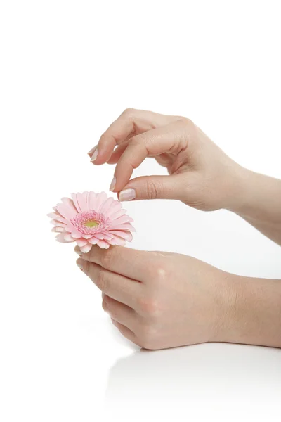 Mano femminile che tiene un fiore rosa — Foto Stock