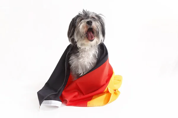 Terrier dog with German flag shout in front of white background — Stock Photo, Image