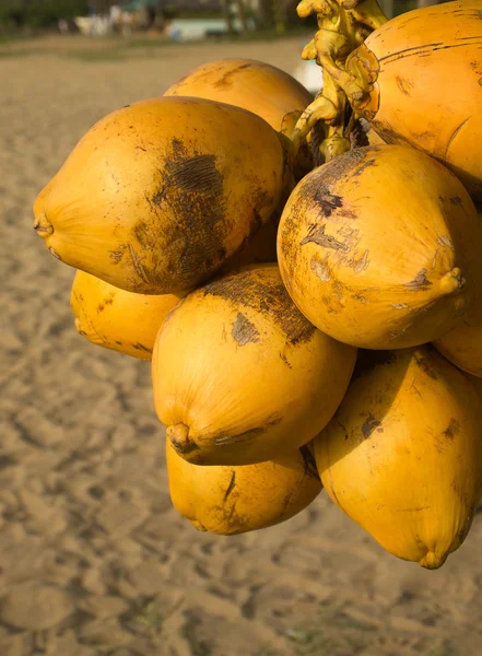 Coconuts at a stand on the beach — Stock Photo, Image