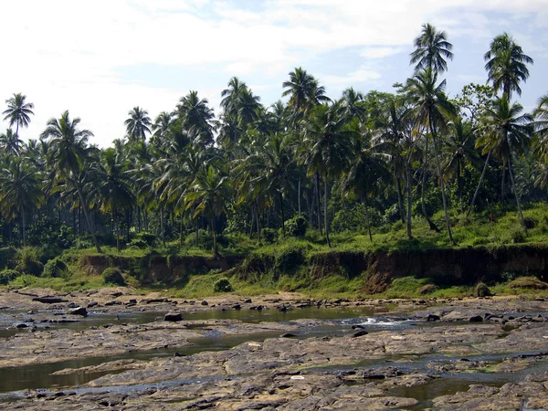 Paesaggio delle palme su un fiume — Foto Stock