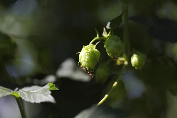 Cultivation of hops — Stock Photo, Image