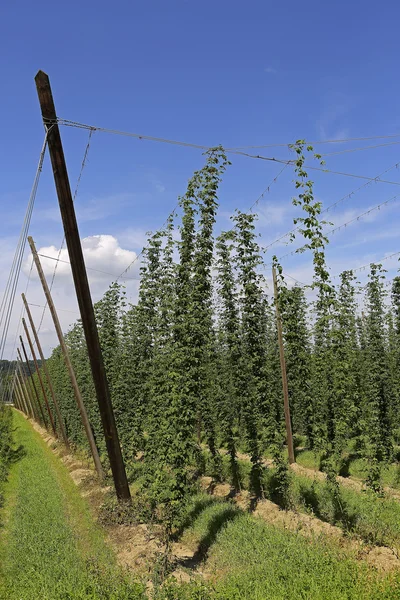 Cultivation of hops — Stock Photo, Image