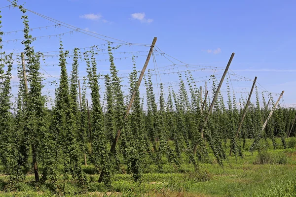 Cultivation of hops — Stock Photo, Image