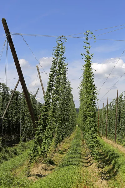 Hopfenanbau — Stockfoto